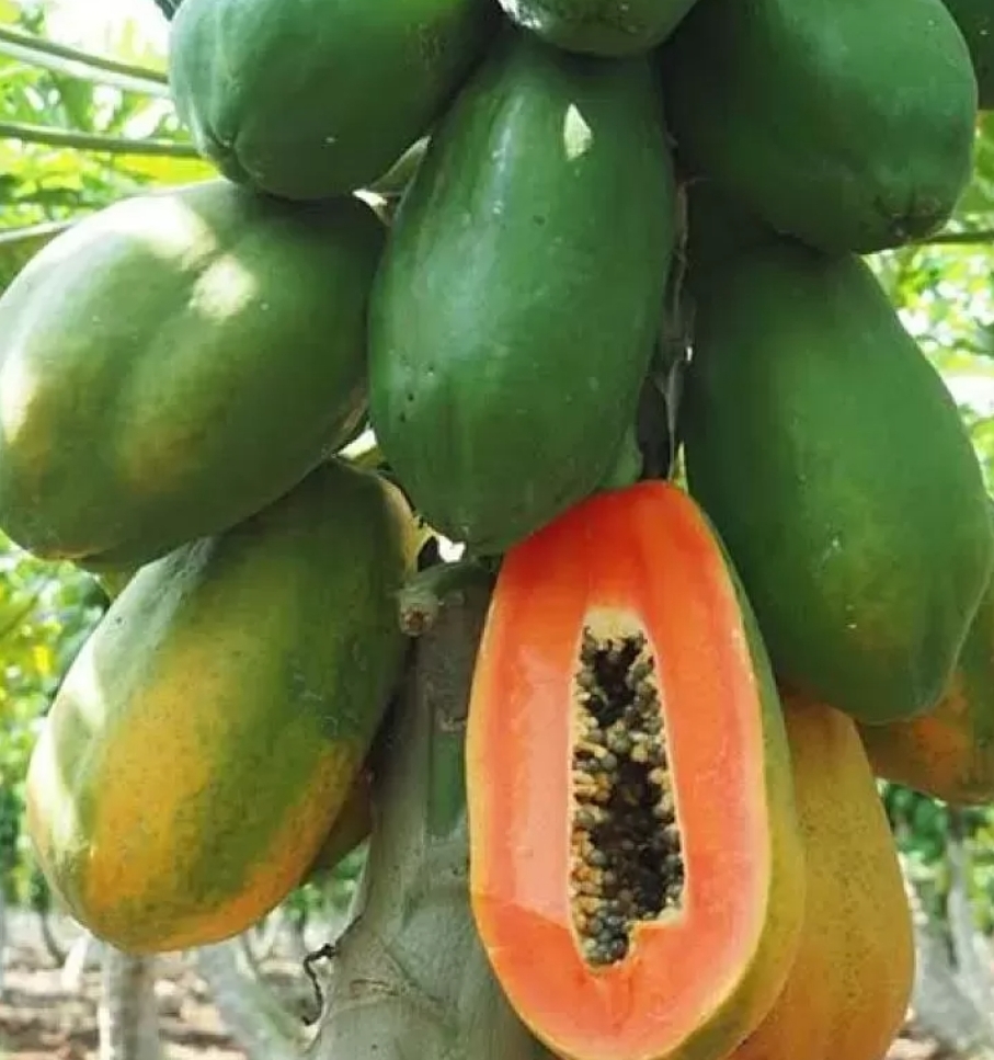 Hybrid Papaya Seeds