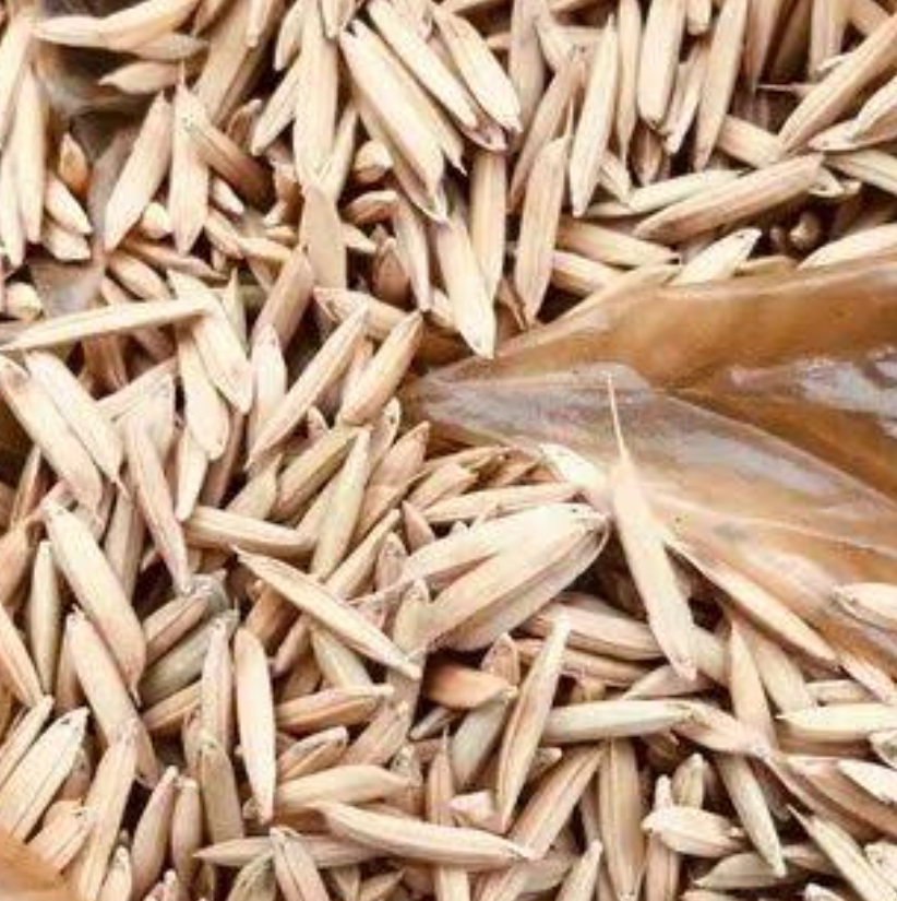 Hybrid Paddy 1692 Seeds
